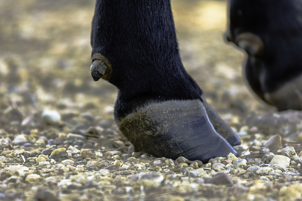 Homeopathic remedies for feet by Agripathics