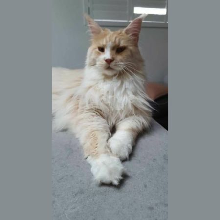 Bentley the Cat and the Snake Bite