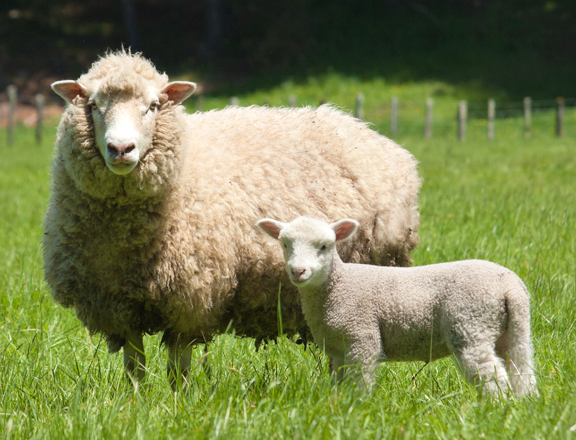 Homeopathic remedies for farm animals by Agripathics