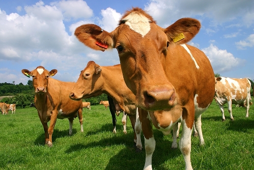 Getting cows cycling well before mating