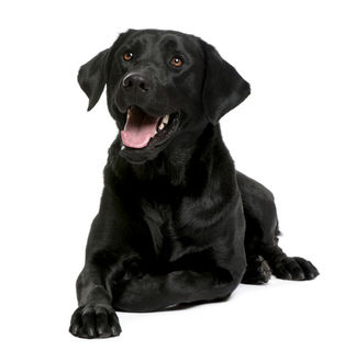 Homeopathic remedies for heart conditions in cats