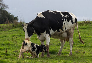 Calving on the Farm
