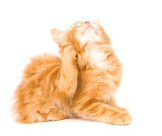 Fleas in Cats and Dogs