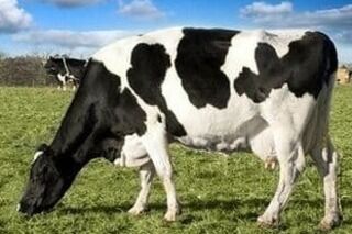 Colostrum Mob