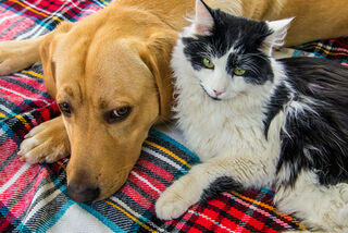 Incontinence in Dogs and Cats