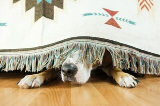 Anxiety in Dogs & Cats