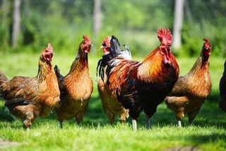 How to treat Bumblefoot in chickens naturally