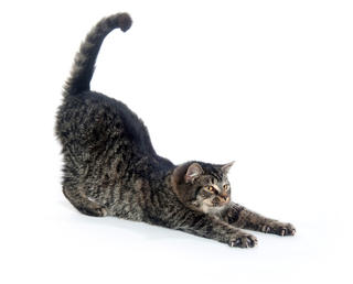 Homeopathic remedies for Arthritis and sore muscles in cats