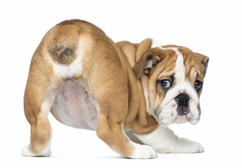 Anal gland problems in dogs: Causes, symptoms and natural support