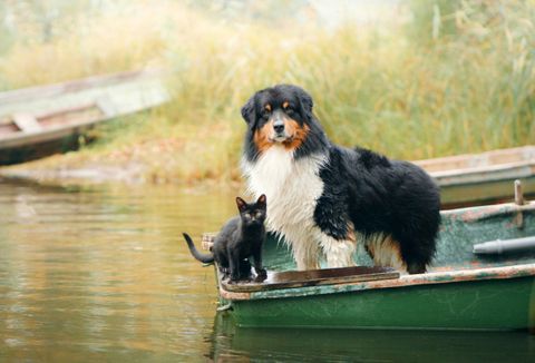 How to Help Cats and Dogs with Arthritis