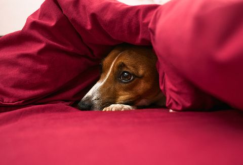 Fear of loud noises in Cats and Dogs
