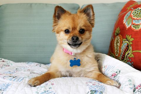 Fur Tissue Mineral Analysis (FTMA)for Dogs