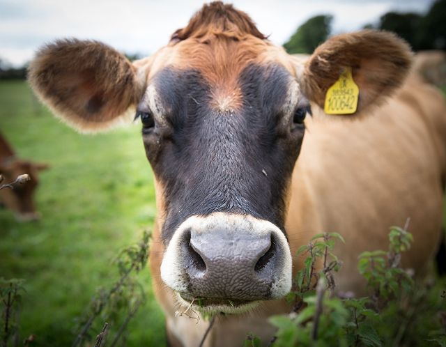 Jersey Dairy Herd