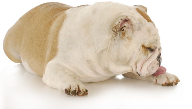 Homeopathic remedies for skin problems in cats