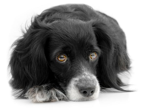 Homeopathic remedies for behaviour issues in cats