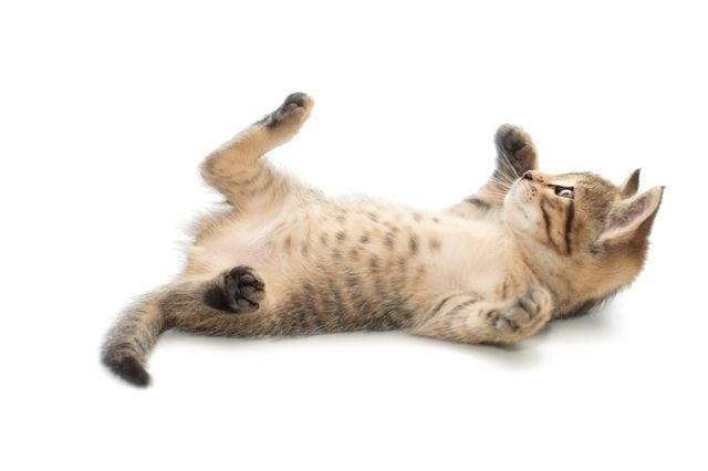 Homeopathic remedies for constipation and vomiting in cats