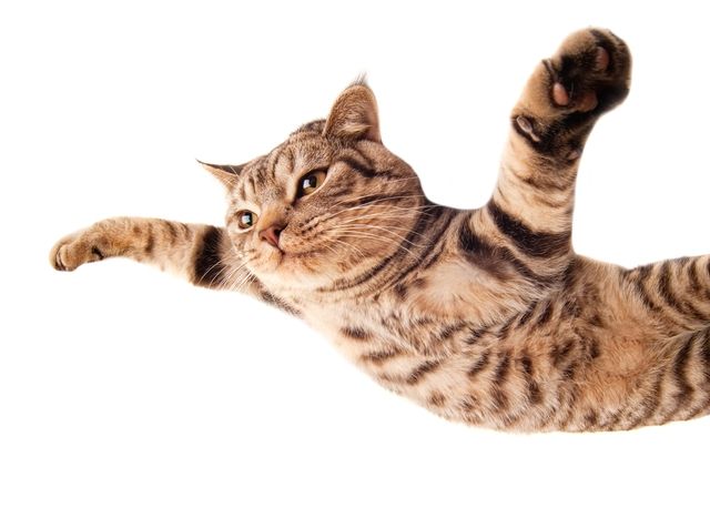 Homeopathic remedies for Immune support in cats